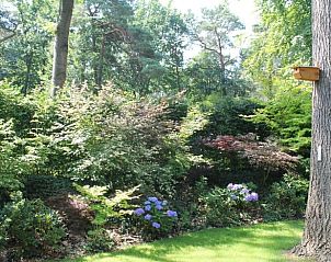Schaduwrijke tuin bij Vakantiehuisje in Lochem, omgeven door bomen.