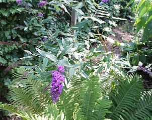 Paarse bloemen en varens in de tuin van Vakantiehuisje in Lochem, Achterhoek.