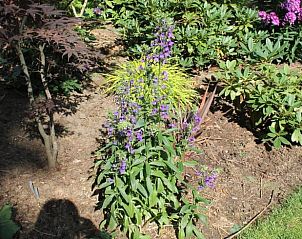 Paarse bloemen in de bloementuin van Vakantiehuisje in Lochem, Achterhoek.