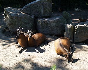 Guest house 292194 - Holiday property Achterhoek - Vakantiehuis L'Avenir 4