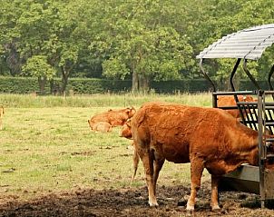 Koeien grazen in de buurt van Vakantiehuisje Hengelo, Achterhoek, te midden van groen landschap.
