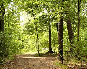 Bosrijke omgeving rond Huisje in Hengelo, vakantiehuis in de Achterhoek, Gelderland voor natuurliefhebbers.