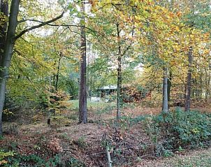 Bosrijke omgeving rondom Vakantiehuisje in Hengelo, Achterhoek, perfect voor natuurliefhebbers.