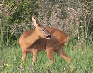 Wilde reen in de omgeving van Vakantiehuisje in Hengelo GLD, Achterhoek, Gelderland.