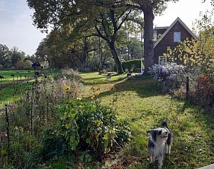 Groene tuin met hond bij Vakantiehuisje in Hengelo GLD, Varssel, Bronckhorst, Achterhoek, Gelderland.