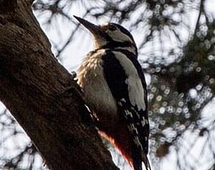 Specht in de bomen bij Vakantiehuisje in Hengelo GLD, Varssel, Bronckhorst, Achterhoek, Gelderland.