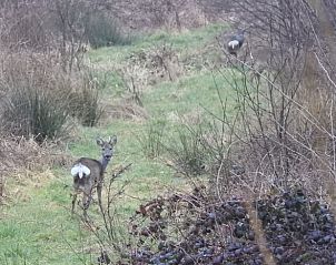 Reen in het veld nabij Vakantiehuisje in Hengelo GLD, Varssel, Bronckhorst, Achterhoek, Gelderland.