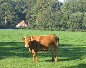 Verblijf 292222 - Vakantiewoning Achterhoek - Vakantiehuisje in Hengelo Gld