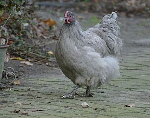 Guest house 292226 - Holiday property Achterhoek - Huisje in Hengelo (Gld)