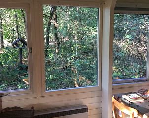 Uitzicht op de groene omgeving vanuit de ramen van Vakantiehuis in Harfsen, Achterhoek.