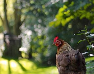 Unterkunft 292315 - Ferienhaus Achterhoek - Vakantiehuis in Harfsen