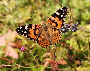 Unterkunft 292318 - Ferienhaus Achterhoek - Vakantiehuis in Harfsen