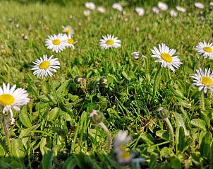 Unterkunft 292318 - Ferienhaus Achterhoek - Vakantiehuis in Harfsen