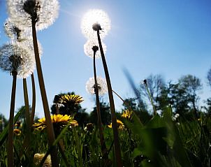 Unterkunft 292318 - Ferienhaus Achterhoek - Vakantiehuis in Harfsen