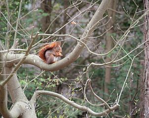 Verblijf 292319 - Vakantiewoning Achterhoek - Vakantiehuisje in Harfsen