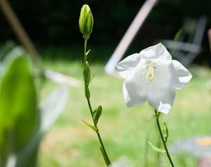 Verblijf 292319 - Vakantiewoning Achterhoek - Vakantiehuisje in Harfsen