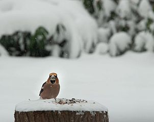 Verblijf 292319 - Vakantiewoning Achterhoek - Vakantiehuisje in Harfsen