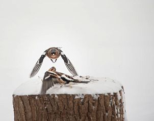 Verblijf 292319 - Vakantiewoning Achterhoek - Vakantiehuisje in Harfsen