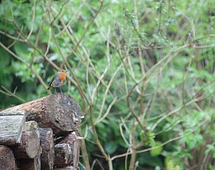 Verblijf 292319 - Vakantiewoning Achterhoek - Vakantiehuisje in Harfsen