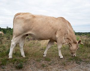 Verblijf 292319 - Vakantiewoning Achterhoek - Vakantiehuisje in Harfsen