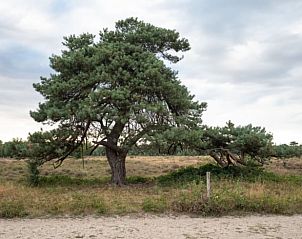 Verblijf 292319 - Vakantiewoning Achterhoek - Vakantiehuisje in Harfsen