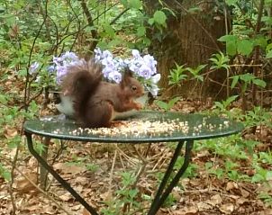 Unterkunft 292322 - Ferienhaus Achterhoek - Huisje in Harfsen