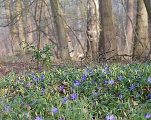 Unterkunft 292322 - Ferienhaus Achterhoek - Huisje in Harfsen