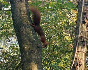 Unterkunft 292322 - Ferienhaus Achterhoek - Huisje in Harfsen