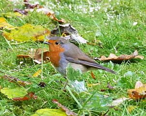 Unterkunft 292322 - Ferienhaus Achterhoek - Huisje in Harfsen