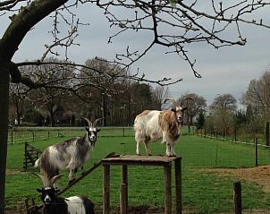 Geiten in de weide bij Vakantiehuis in Hummelo, Achterhoek.