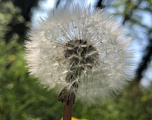 Madeliefje in de tuin van Vakantiehuis in Hummelo, Achterhoek.