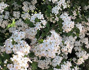 Bloeiende struiken bij Vakantiehuis in Hummelo, Achterhoek.