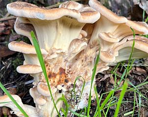 Paddenstoelen in de natuur bij Vakantiehuis in Hummelo, Achterhoek.