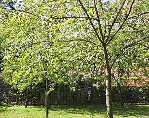 Bloeiende bomen in de tuin van Vakantiehuisje in Haarlo, bieden rust in de Achterhoek.
