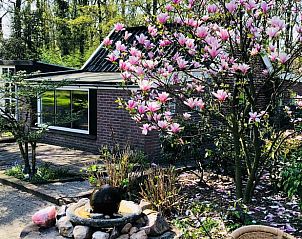 Bloeiende magnolia bij Vakantiehuis in Haarlo, gelegen in de Achterhoek, Gelderland.