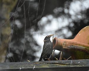 Verblijf 293203 - Vakantiewoning Achterhoek - Vakantiehuis in Wichmond