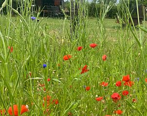 Guest house 293404 - Holiday property Achterhoek - Vakantiehuisje in Geesteren