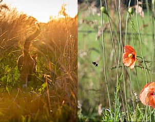 Guest house 293408 - Holiday property Achterhoek - Huisje in Geesteren