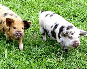 Guest house 293412 - Holiday property Achterhoek - Vakantiehuis in Geesteren vlak bij Borculo