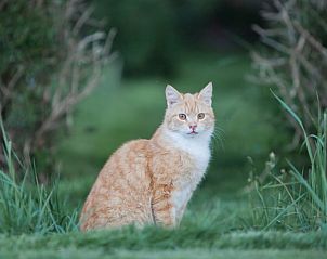 Unterkunft 293415 - Ferienhaus Achterhoek - Huisje in Geesteren