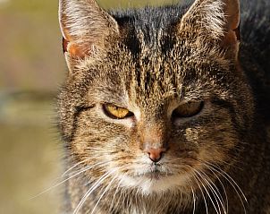 Unterkunft 293415 - Ferienhaus Achterhoek - Huisje in Geesteren