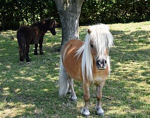 Guest house 293522 - Holiday property Achterhoek - Vakantiehuisje in Vorden