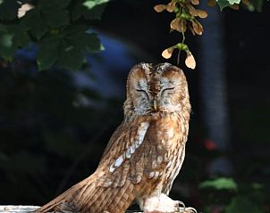 Unterkunft 293524 - Ferienhaus Achterhoek - Vakantiehuisje in Vorden