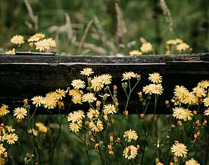 Unterkunft 293534 - Ferienhaus Achterhoek - Vakantiehuisje in Vorden