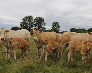 Guest house 293537 - Holiday property Achterhoek - Vakantiehuis in Vorden