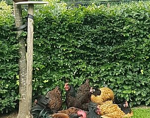 Unterkunft 293539 - Ferienhaus Achterhoek - Vakantiehuis in Vorden