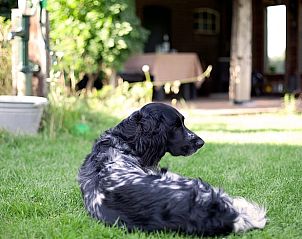 Unterkunft 293554 - Ferienhaus Achterhoek - Vakantiehuisje in Vorden