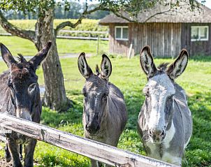 Unterkunft 293567 - Ferienhaus Achterhoek - DG496
