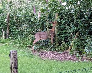 Guest house 293809 - Holiday property Achterhoek - Vakantiehuisje in Gorssel