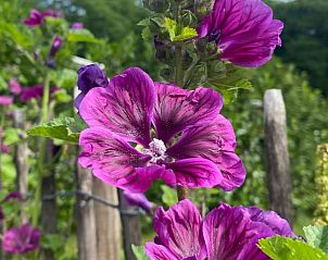 Guest house 293817 - Holiday property Achterhoek - Vakantiehuis in Gorssel